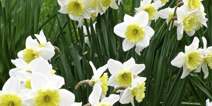 1024x768 Flowers White Garden Flowers Daffodils Wallpaper Flower Rose