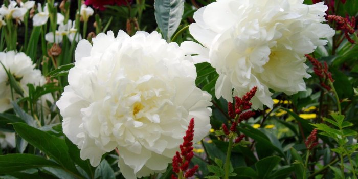 1920x1440 Wallpaper White peonies flowers, garden 1920x1440 HD Picture, Image