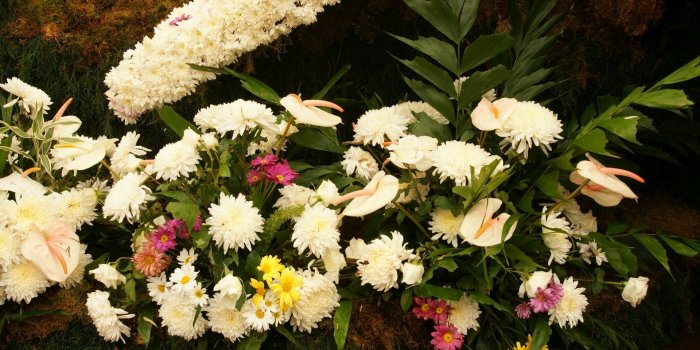 1920x1200 Colorful flowers in the garden wallpaper - Flower wallpapers - #51393