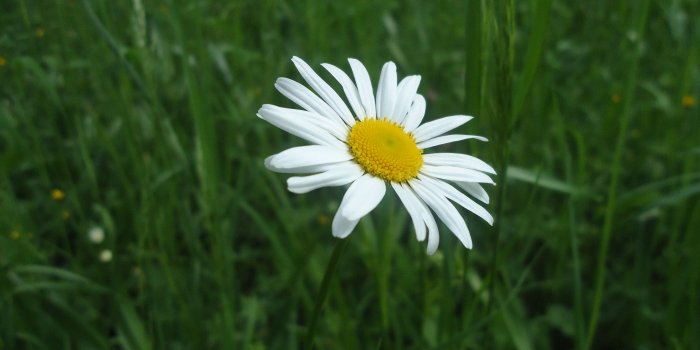 4320x3240 Flowers: Green Grass White Flower Hd Garden Wallpaper for HD 16:9