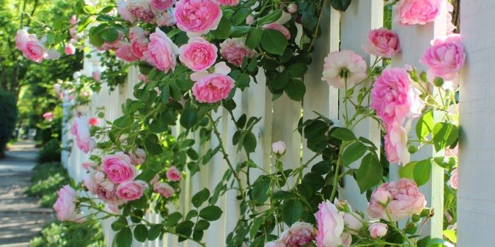 1085x1600 Pink flowers roses fence grass garden wallpaper