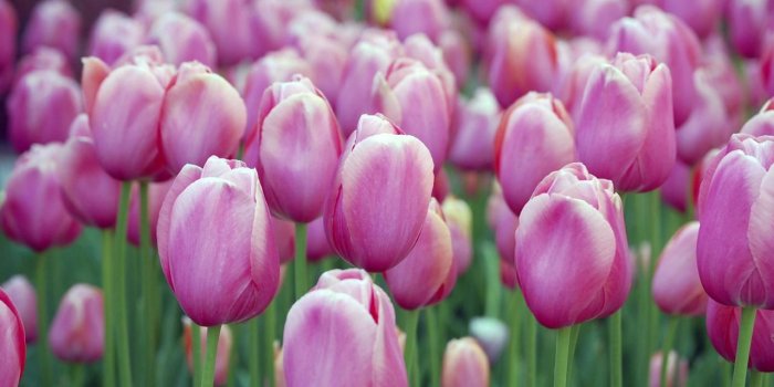 1280x800 Purple Tulips Flower Garden Wallpaper | PNG Transparent best stock