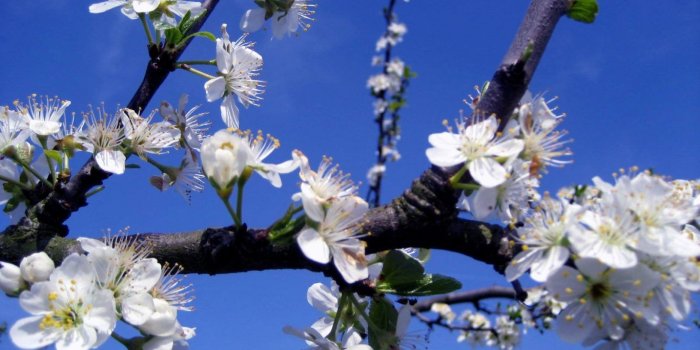 1366x768 Flowers: April Flowers Spring Blossom Tender White Flower Garden