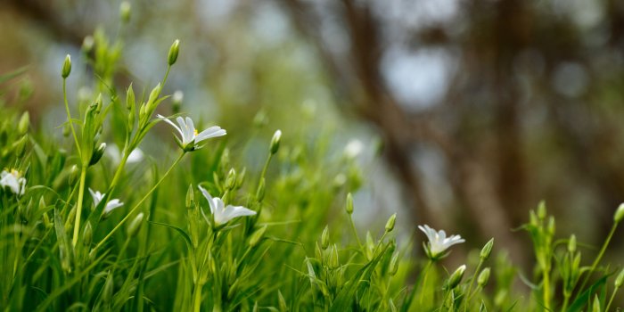 5103x3222 5412701 5103x3222 #outdoors, #spring, #nature, #grass, #field