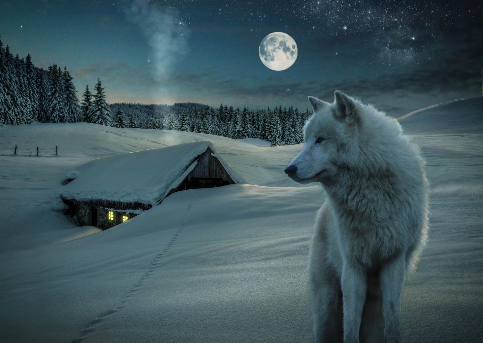 4224x3000 112 4K Ultra HD Wolf Wallpapers | Background Images