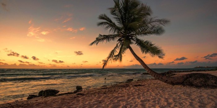 1332x850 Wallpaper beach, Palma, bird, the evening, Mexico images for desktop