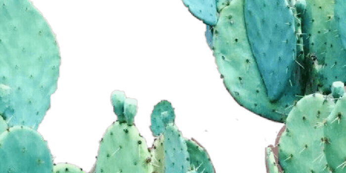 926x990 Download Aesthetic Cactus Wallpaper Iphone PNG Image with No