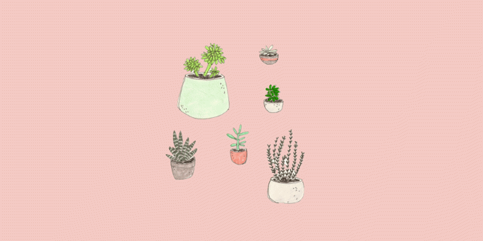 1280x800 Aesthetic Succulents Wallpapers - Top Free Aesthetic Succulents