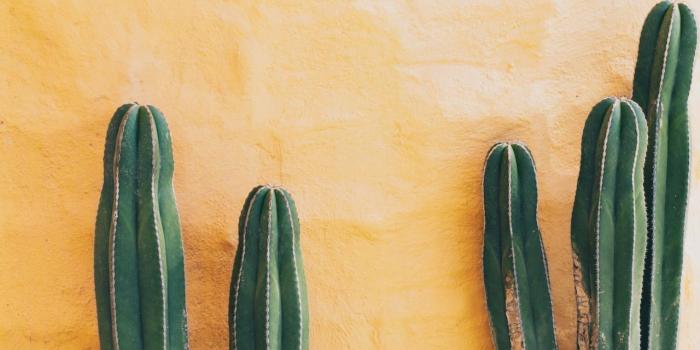 1280x1918 enjoycolorfullife | folkmountains.tumblr.com | Urban Jungle | Plants