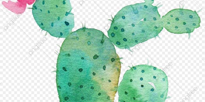 1153x1050 Sen Department Aesthetic Cactus, Hand Painted, Beautiful, Sen