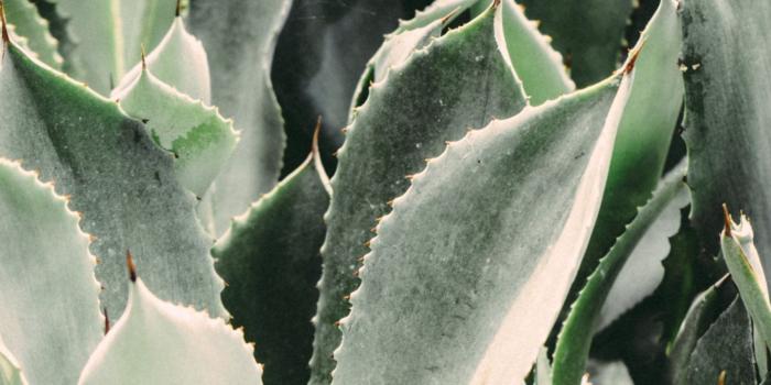 1440x2560 Cactus Leaves - Aesthetic Cactus Wallpaper Plants, Hd Wallpapers