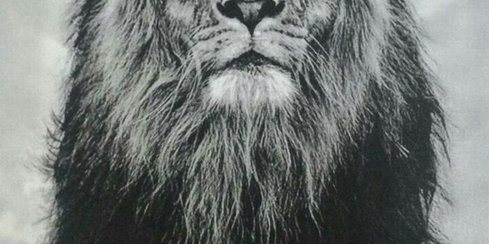 1242x1965 The King of the Jungle 