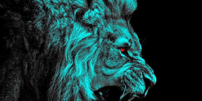 2160x1920 1221 Lion HD Wallpapers | Background Images