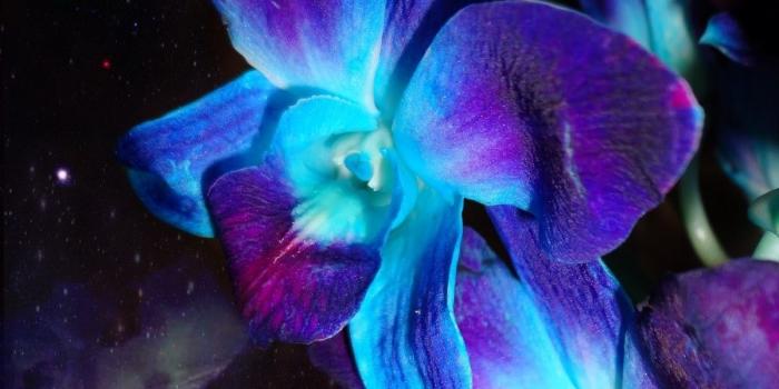 1200x1600 Blue and purple orchid wallpaper | Wallpapers ❤ ekkor: 2019