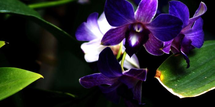 2560x1600 40+ Blue and Purple Orchids Wallpapers - Download at WallpaperBro