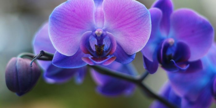 1600x1119 Blue And Purple Orchid Wallpapers