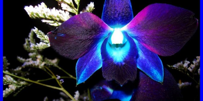 1054x798 Blue And Purple Orchid Wallpapers