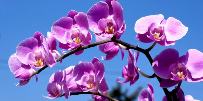 1920x1200 Purple Orchid Wallpapers