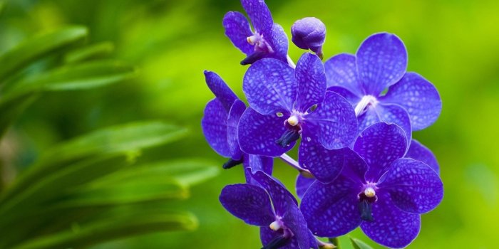 2880x1800 Blue Orchid-Flowers | sleeve tattoo | Purple orchids, Beautiful