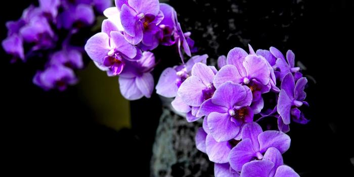 1920x1200 Blue And Purple Orchid Wallpapers