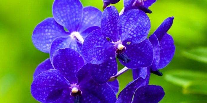 931x942 Orchid Flower Hd Wallpaper | Wallpapers Latest