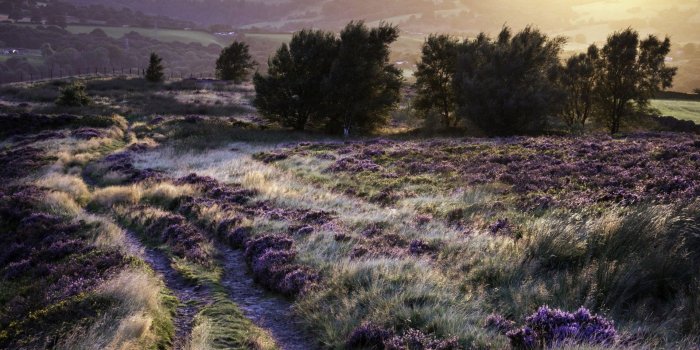 1920x1080 45+ Lavender Field Sunrise Wallpapers - Download at WallpaperBro