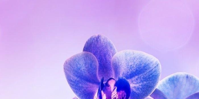 744x1392 Purple orchid iPhone wallpaper background lockscreen | Botanical