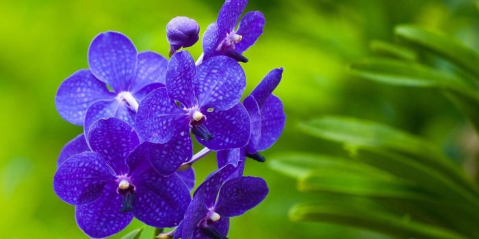 2880x1800 Blue Orchids wallpaper - Flower wallpapers - #28784