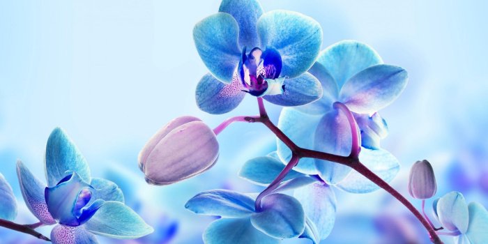 1920x1080 Blue And Purple Orchid Wallpapers