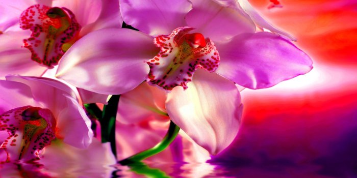 2560x1600 Pink orchids wallpaper - Flower wallpapers - #20105