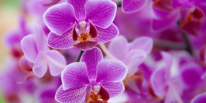 1280x850 35+ Purple Orchid Flowers Wallpapers - Download at WallpaperBro