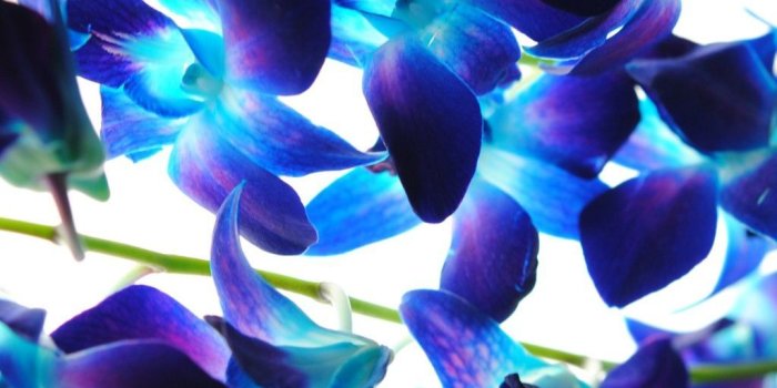 1024x1024 Free Download Wallpaper For Windows 7 Professional Purple Orchid