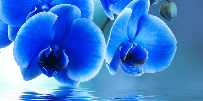 3888x3545 Free download Blue Orchid Reflection Desktop Background wallpapers
