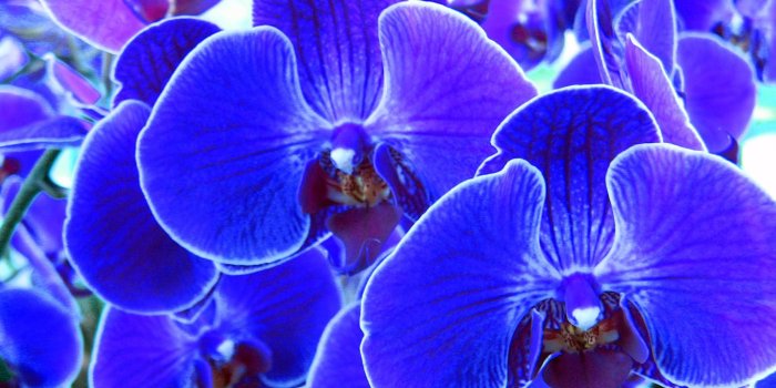 2048x1536 Blue Orchid Flowers Wallpaper Hd - Flowers Healthy