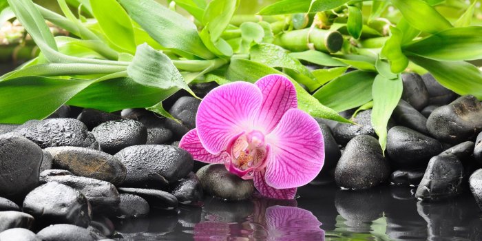 2560x1440 Purple Orchid Wallpapers