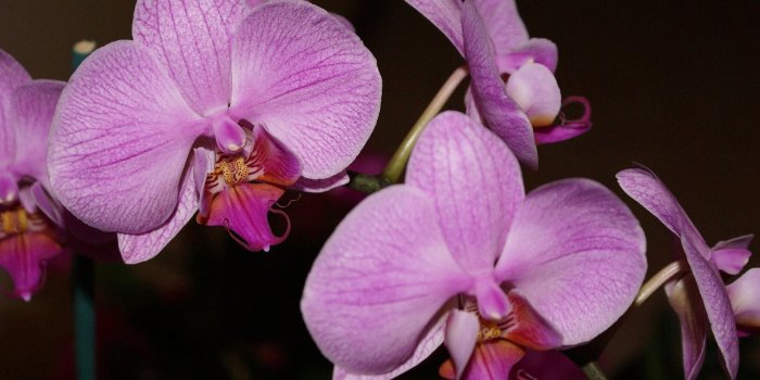 1920x1200 Purple Orchid Wallpapers - Top Free Purple Orchid Backgrounds