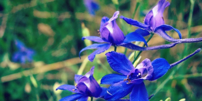 2048x1536 purple orchid free image | Peakpx