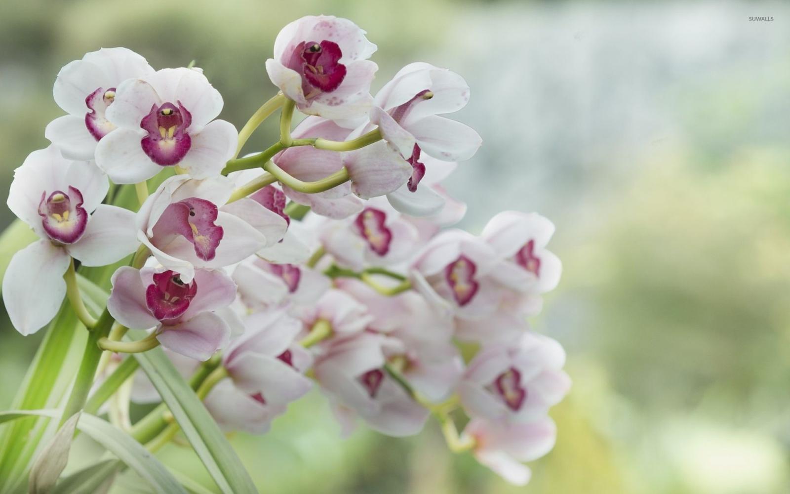 1920x1200 White orchids [3] wallpaper - Flower wallpapers - #33580