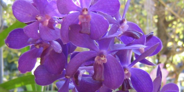 1024x768 eletragesi: Blue Orchid Wallpaper Images