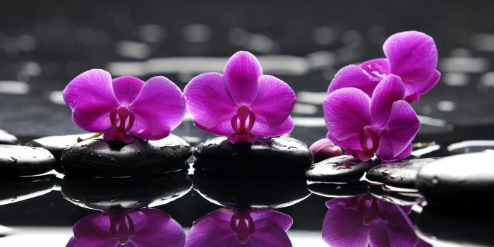 2500x1562 Maria Andrea on Wallpapers | Orchid wallpaper, Purple orchids