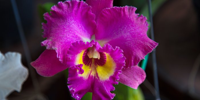 5472x3648 eletragesi Blue Orchid Wallpaper