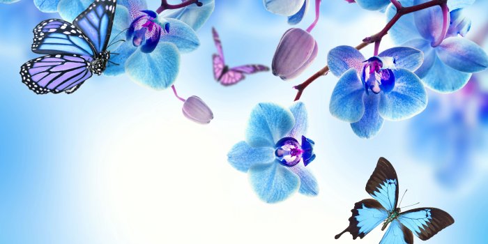 5000x4000 Blue Orchid Wallpapers High Quality | Download Free - Part 3936