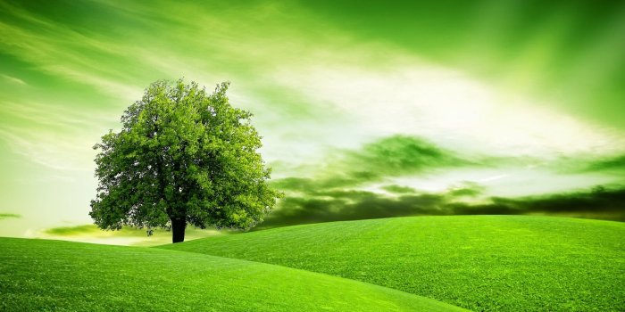 1920x1080 HD wallpaper: tea garden, green, field, sky, agriculture, hill, leaf