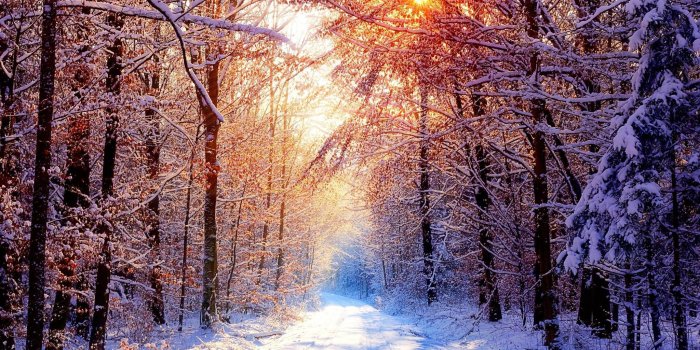 2048x1280 Winter scene background with winter trees on a snowy hillside 2048x1280