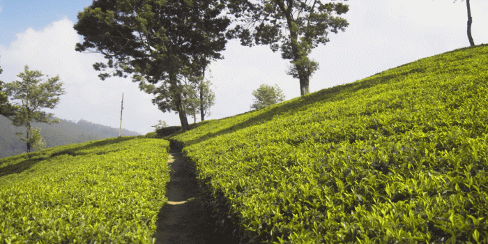 1920x1080 Early Morning Sunshine over Hillside Tea Plantation in Sri Lanka Stock  Video Footage - Storyblocks Video