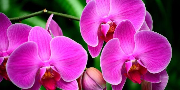 1920x1200 Group of Flower Wallpapers Purple Orchid