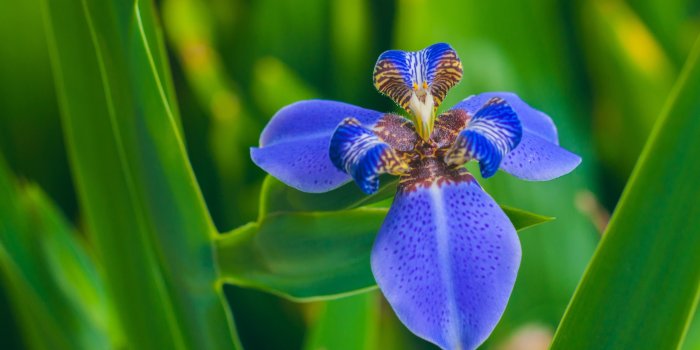 4288x2848 Purple Orchid Wallpaper 4K Background | HD Wallpaper Background