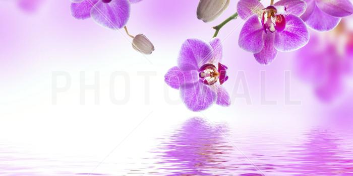 2000x2000 Orchid Wallpaper (67+ pictures)