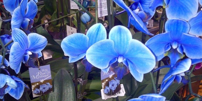 971x1280 Two blue orchids wallpaper