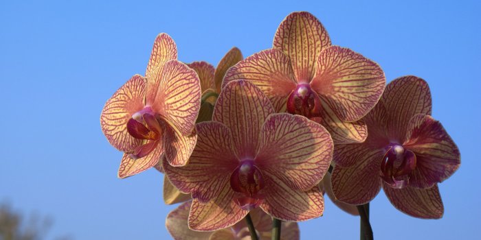 1920x1200 orchid wallpaper with blue sky